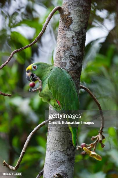 Yellow-crowned Parrot Amazona ochrocephala Iquitos Peru.