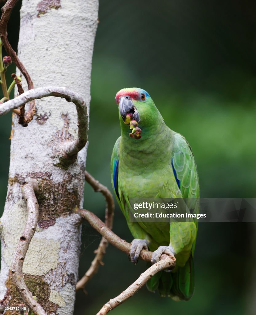 Festive Parrot, Amazona festiva, Iquitos Amazon Peru