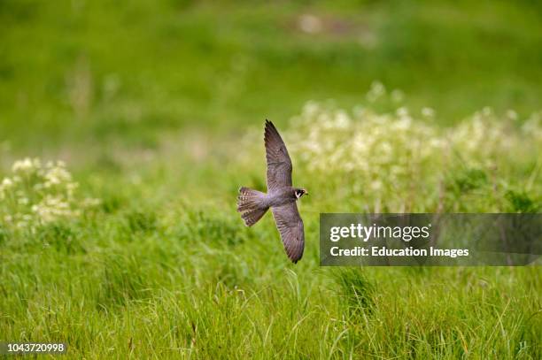Hobby Falco subbuteo hunting Lakenheath RSPB Reserve Suffolk May.