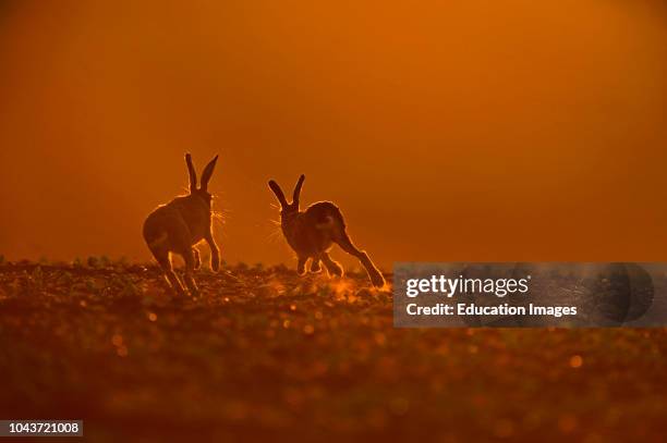 Brown Hare, Lepus europaeus, buck chasing doe Norfolk.