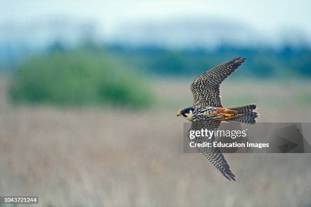 Hobby Falco subbuteo hunting over reedbed at Lakenheath Fen RSPB Reserve, Norfolk, Suffolk border.