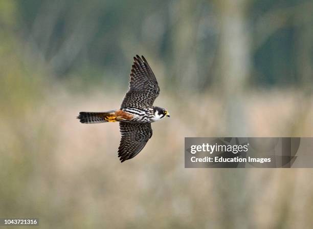 Hobby, Falco subbuteo, hunting over reedbed at Lakenheath RSPB Reserve, Suffolk.