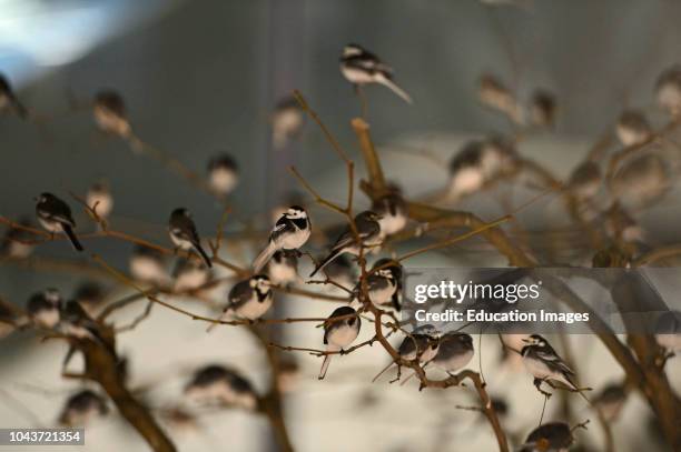 Roost of around 800 Pied Wagtails, Motacilla alba, in trees outside Terminal 5 Heathrow, London, UK.