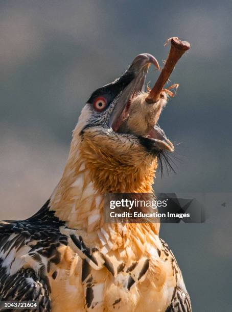 Bearded Vulture, Lammergeyer, Gypaetus barbatus, adult swallowing leg bone including hoof Spanish Pyrenees This bird has the ability to dissolve...