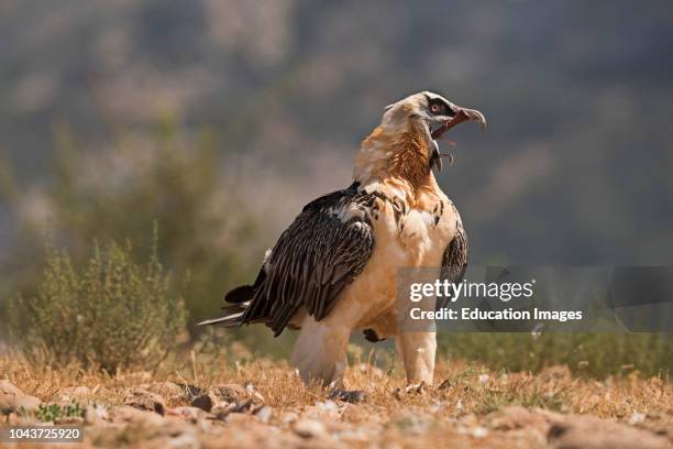 Bearded Vulture, Lammergeyer, Gypaetus barbatus, adult swallowing leg bone including hoof, Spanish Pyrenees This bird has the ability to dissolve the...