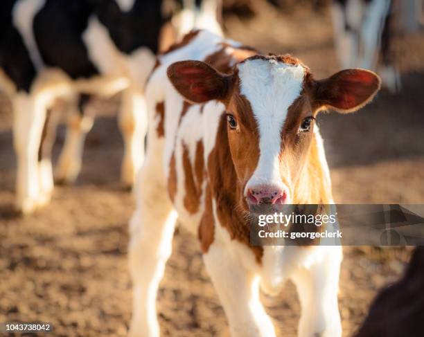 niedlichen jungen kalb auf einer ranch - calf stock-fotos und bilder