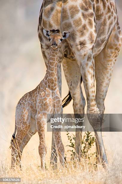 new born giraffe - okavango delta stock pictures, royalty-free photos & images