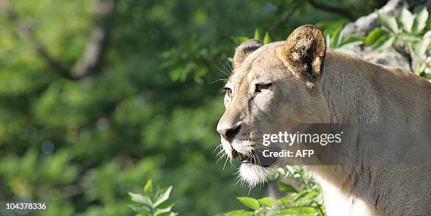 Lioness is pictured in her enclosure at the Zoo in Berlin, on September 23, 2010. AFP PHOTO / PATRICK SINKEL