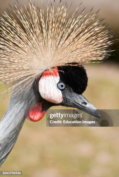 Crowned crane close up.