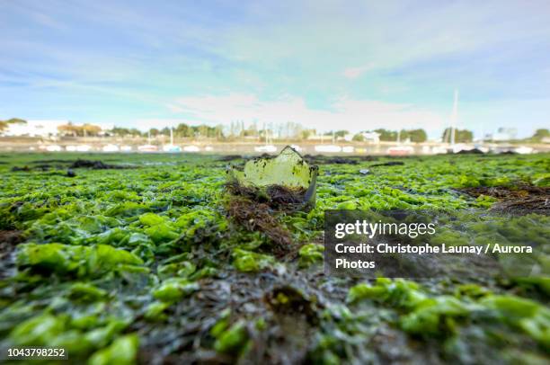 broken bottle in mud during low tide - bretagne stock-fotos und bilder