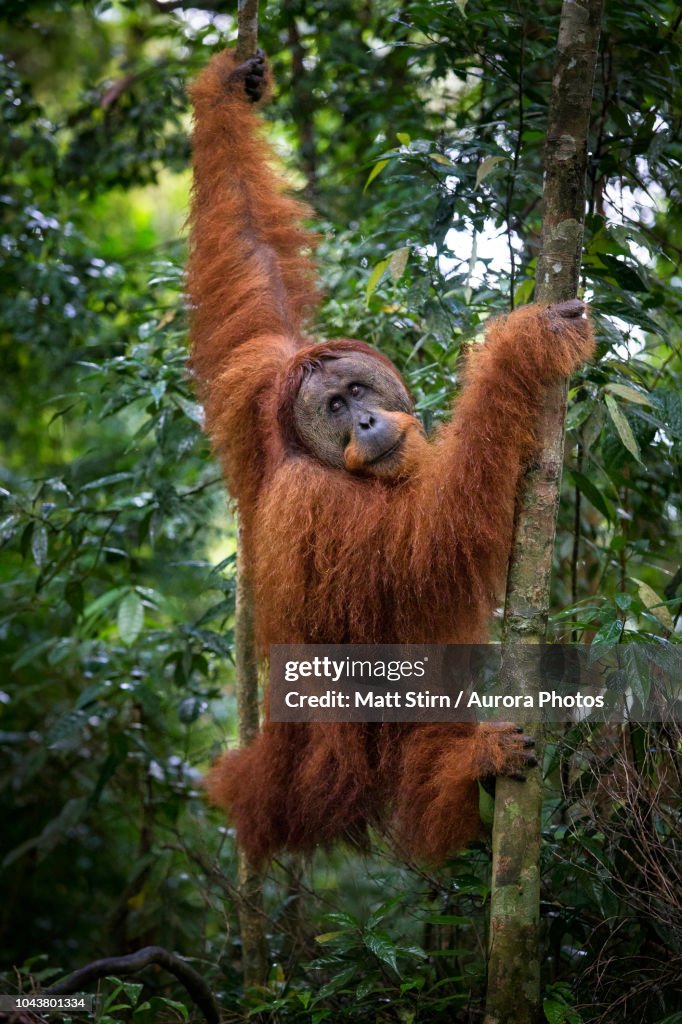 Male Sumatran orangutan (Pongo abelii) walking in forest