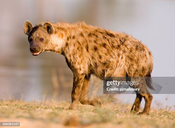 close shot of a hyena standing - hyena stock pictures, royalty-free photos & images