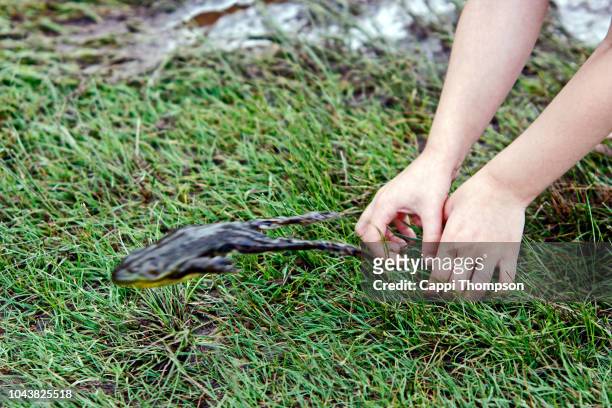 small frog jumping away from a young child's hands - hunter s thompson stock pictures, royalty-free photos & images