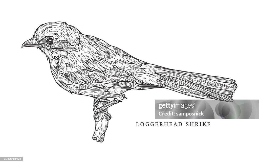 Loggerhead Shrike