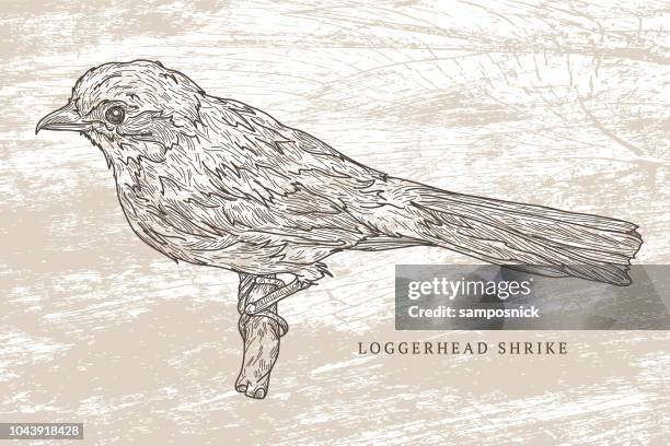 loggerhead shrike - loggerhead shrike stock illustrations