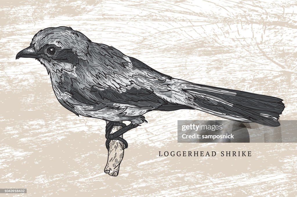 Loggerhead Shrike