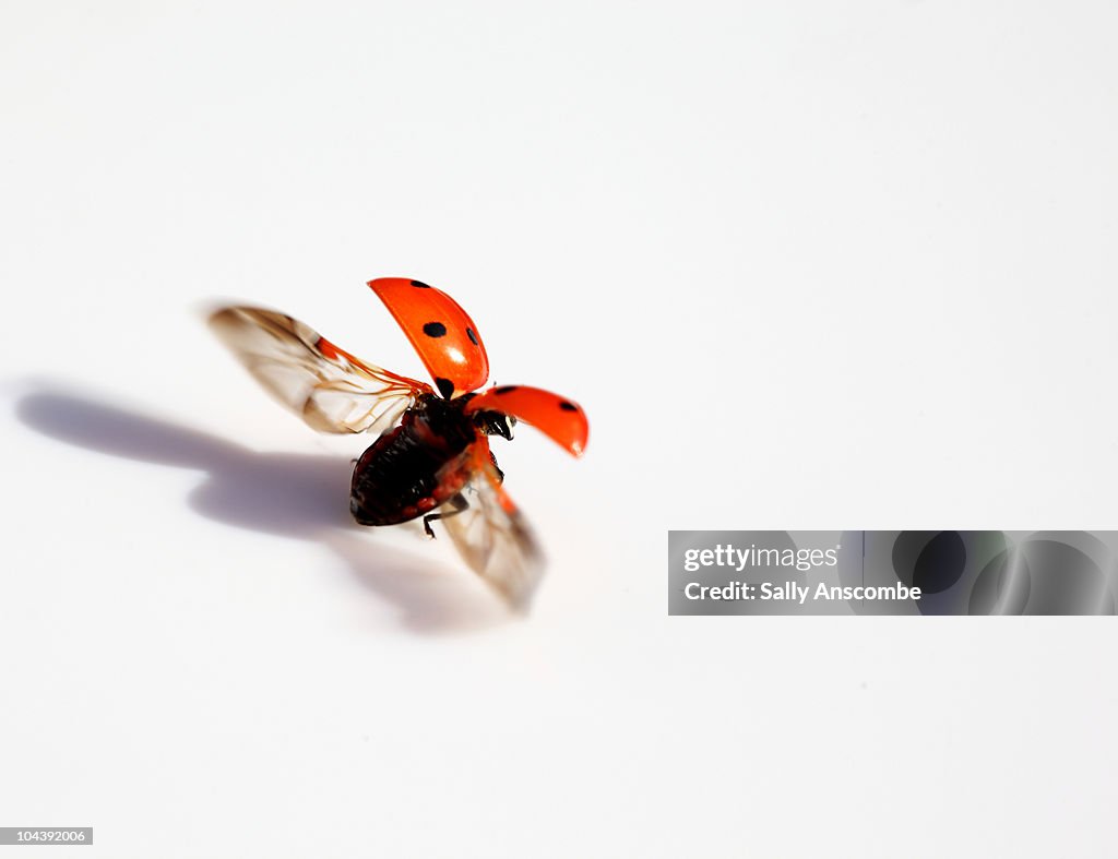 Fly away ladybird