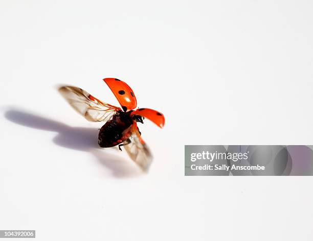fly away ladybird - joaninha imagens e fotografias de stock