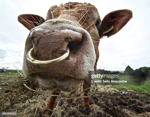Zich voorstellen spek krant 95 Bull Nose Ring Photos and Premium High Res Pictures - Getty Images