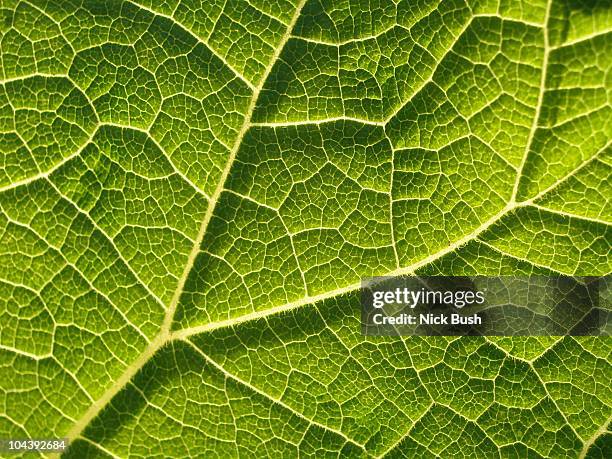 leaf veins - vein stock pictures, royalty-free photos & images