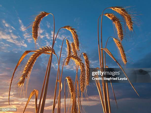 group of rye stems and ears - rye grain foto e immagini stock