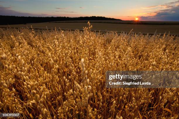 oat field at sunset - avena sativa stock pictures, royalty-free photos & images