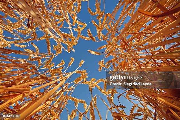 ripe wheat crop and blue sky - low angle view of wheat growing on field against sky fotografías e imágenes de stock