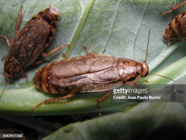 lobster cockroach on cabbage leaf - küchenschabe stock-fotos und bilder