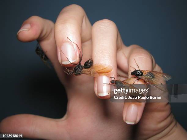 winged leafcutter ant males on hand - swarm of insects stock pictures, royalty-free photos & images