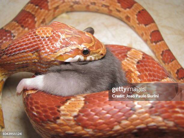 corn snake feeding on a rat - corn snake stockfoto's en -beelden