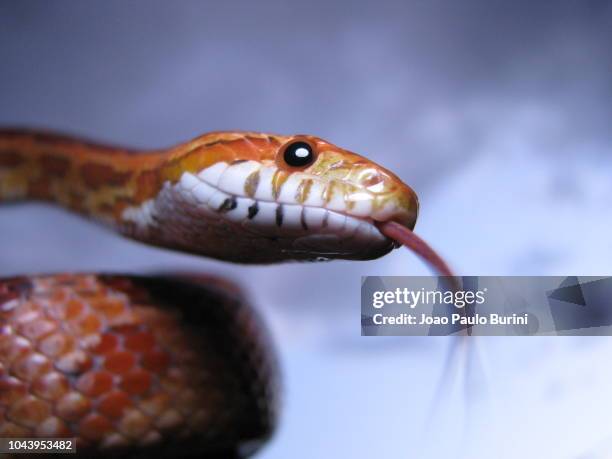corn snake head close-up - corn snake stockfoto's en -beelden