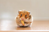 Hamster eating nut