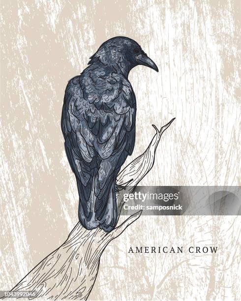 american crow - old crow stock illustrations