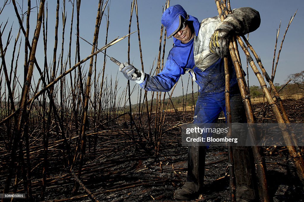 Brazil Crops Shrivel As Amazon Dries Up To Lowest In 47 Years