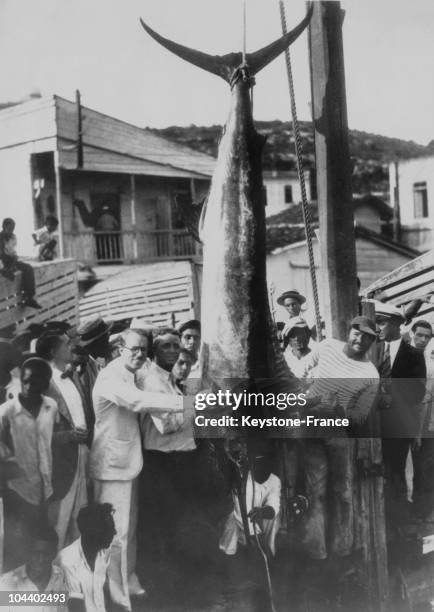 Ernest HEMINGWAY posing in Havana , standing beside the record-breaking black marlin which he recently caught off the Cuban coast after a battle...