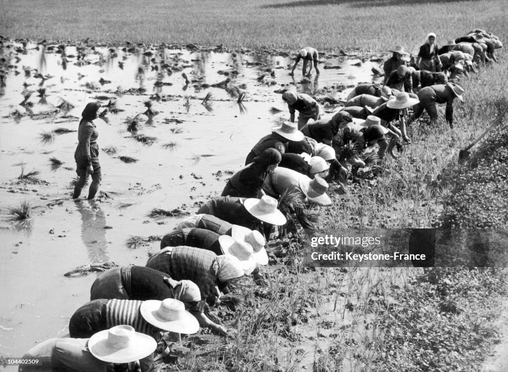 Italian Rice Workers Rice culture in Italy. Women are planting rice in Pô plains. In Italy ...
