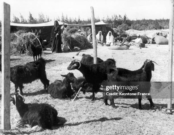 Goats grazing in a small farm of a Saharan oasis around 1920.