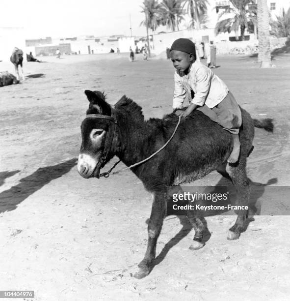 Child taking a ride on muleback in the palm grove of Touggourt, Algeria.