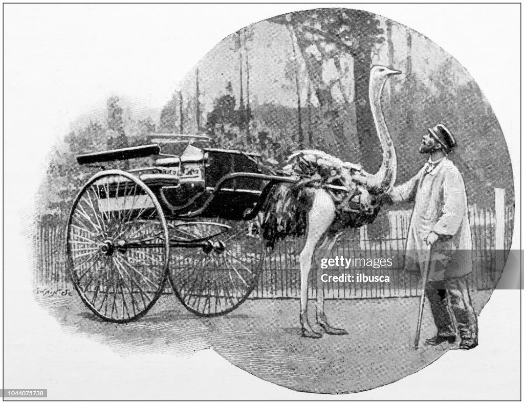 Antique photograph: Man and ostrich