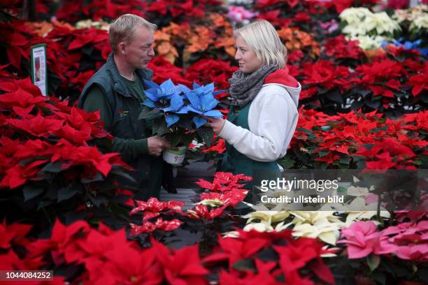 Hedersleben , Gärtnerei Fehse , züchtet jedes Jahr ca 2000 Weihnachtssterne in verschiedenen Farben Weihnachtsstern auch Adventsstern, Christstern...