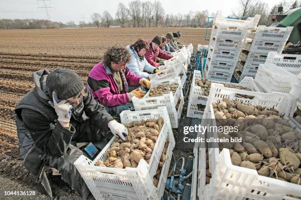 Thema Landwirtschaft. Erste Arbeiten auf dem Feld von Bernd Gellermann aus Dedenhausen bei Hannover Tel. 05173-491 nach dem langen Winter. Hier...