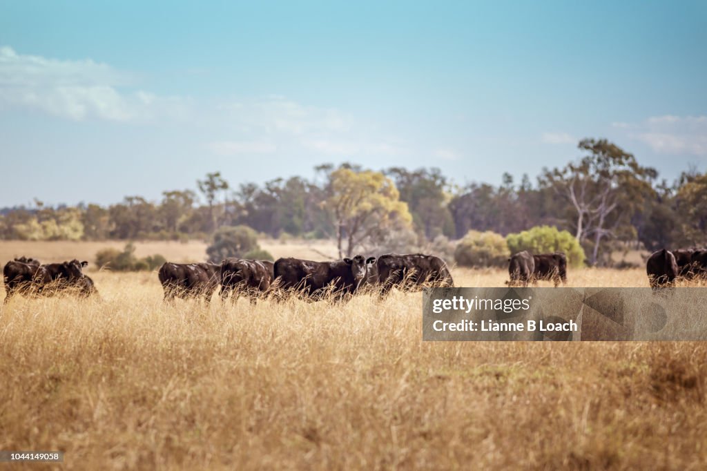 Black Cattle Herd