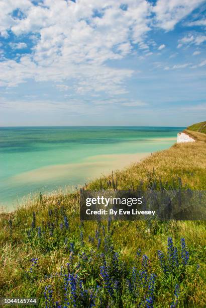 wildflowers on the cliff - east sussex stock pictures, royalty-free photos & images