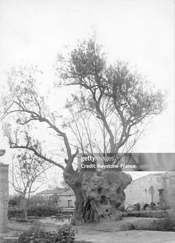 Plato'S Olive Tree In Athens Is 2500 Years Old In 1930