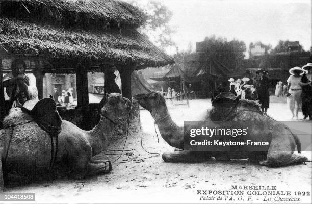 Camels In The House Of French Western Africa.