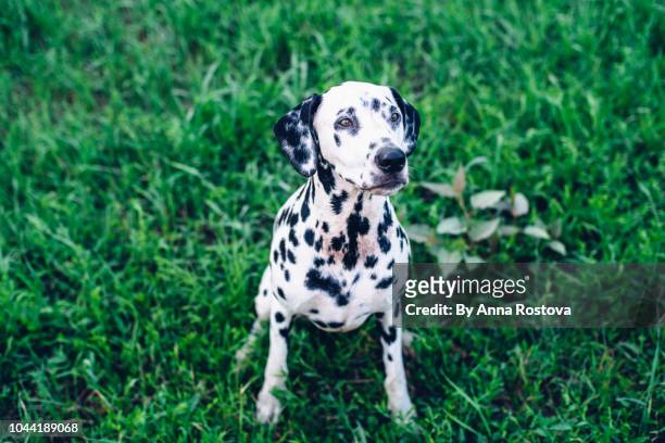 dalmatian dog sitting on grass looking up - dalmatian dog photos et images de collection