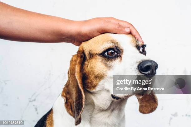 close-up of beagle head with human hand stroking the dog - hand streichelt stock-fotos und bilder