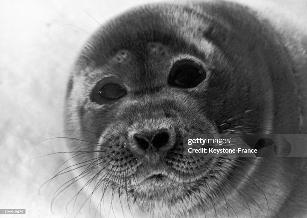 A Seal From Lake Baikal In 1965