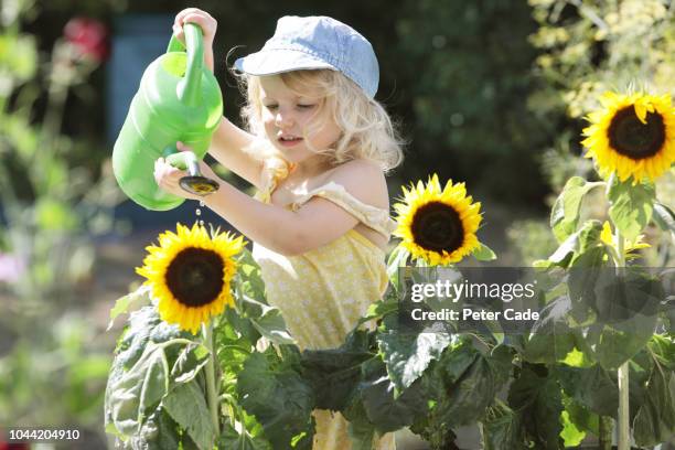 young girl watering sunflowers in garden - sunflower stock pictures, royalty-free photos & images