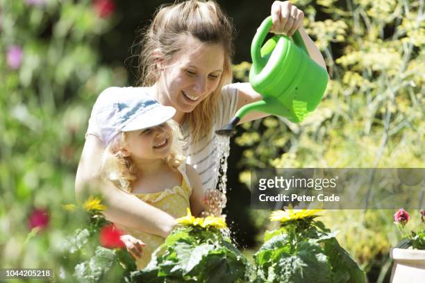 young girl and mother watering sunflowers in garden - peter summers stock pictures, royalty-free photos & images